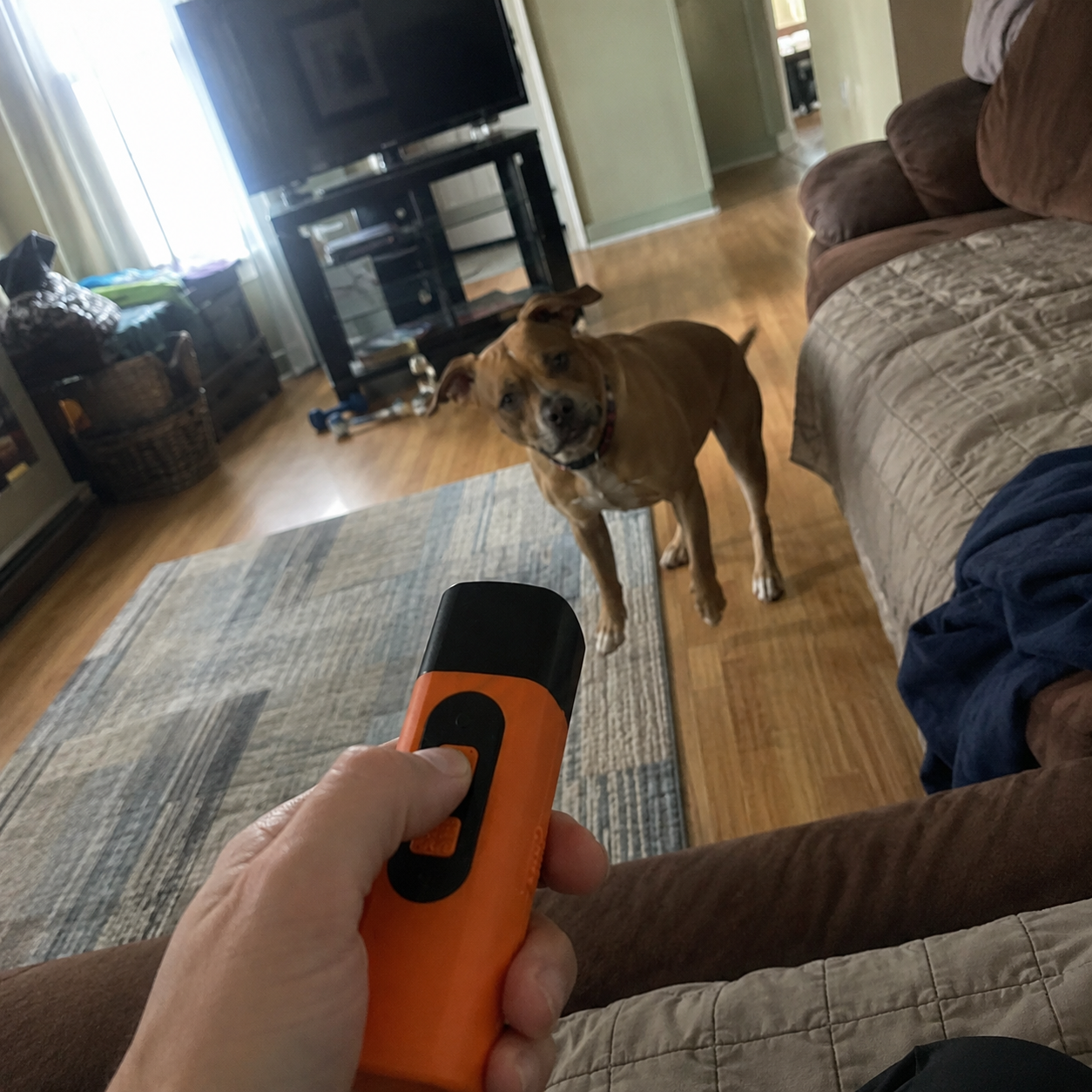 Simone's dog